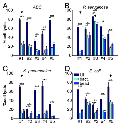 Figure 2. Anti-adhesion treatment of HeLa cells infected with bacterial isolates. Cytotoxocity of ABC (A), P. aeruginosa (B), K. pneumoniae (C) and E. coli (D) isolates was measured following infection of HeLa cells left untreated (dark blue), BL21-MAM7 treated (cyan) or treated with bead-immobilized MAM7 (mid-blue). Values given are means ± standard error (n = 3) from a representative experiment performed in triplicate. Data points marked by an arrow were chosen for visualization using confocal microscopy (Fig. 4). Inhibition data was analyzed for statistical significance using a two-tailed t-test. Levels of significance were indicated as extremely significant (***, p < 0.001), very significant (**, p between 0.001–0.01), significant (*, p between 0.01–0.05) or not significant (ns, p > 0.05).