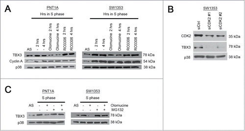 Figure 6. TBX3 protein levels are upregulated by CDK2. Western blot analyses with antibodies to the indicated proteins was performed using protein extracts from PNT1A and SW1353 cells: (A) Cells synchronized in S-phase for 2 or 4 hrs were treated with either olomoucine (an inhibitor of cyclin A-CDK2) or R03306 (inhibits the mitotic cyclinB1 complex); (B) cells transiently transfected with 50nM siRNAs to CDK2 (siCDK2#1 and siCDK2#2) or the equivalent concentration of control siRNA (siCtrl) for 48 hours; (C) cells synchronized in S-phase were treated with or without olomoucine and/or MG132 (proteasome inhibitor).