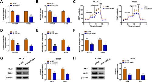 Figure 3 Circ-PITX1 silencing restrained the glycolysis and glutamine metabolism of NSCLC cells in vitro. HCC827 and H1650 cells were transfected with si-NC or si-circ-PITX1. (A–C) The glucose consumption, lactate production and ECAR were measured to assess cell glycolysis. (D–F) Glutamine consumption, α-KG production and ATP production were determined using corresponding Assay Kits, respectively. (G and H) WB analysis was performed to assess the protein expression of HK-2 and GLS1. *P < 0.05, **P < 0.01.