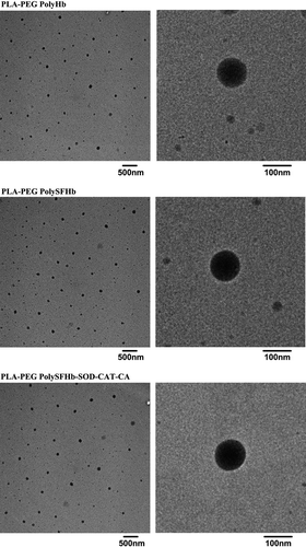 Figure 3. TEM pictures without metal spraying of PLA-PEG-PolyHb nanoparticles, PLA-PEG-PolySFHb nanoparticles, and PLA-PEG-PolySFHb-SOD-CAT-CA nanoparticles.