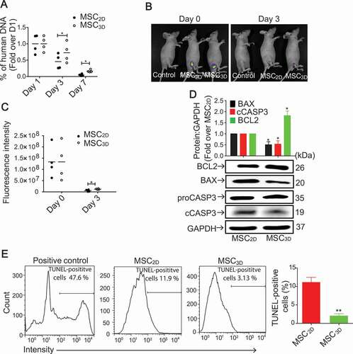 Figure 1. Enhanced in vivo cell viability after transplantation of MSC3D. (A) The percentage of human DNA content engrafted after subcutaneous transplantation of MSC2D and MSC3D at different time points. Data are represented as mean ± SEM (n = 4). * indicates p < 0.05 as compared with MSC2D. (B) A representative image for in vivo fluorescence imaging of CFSE-labeled transplanted MSC2D and MSC3D. (C) The quantitative estimation of fluorescence intensity that corresponds to the number of transplanted viable cells was determined by the FOBI software. Data are represented as mean ± SEM (n = 4). * indicates p < 0.05 as compared with MSC2D. (D) Basal protein expression levels of BCL2, BAX and cCASP3 in MSC2D and MSC3D were determined by western blot analysis. GAPDH was used as a loading control. Expression levels of target genes were quantified by densitometric analysis and shown in the upper panel of the image. Values are presented as mean ± SEM (n = 3 independent experiments). * represents p < 0.05 compared with MSC2D (E) Apoptotic cell death in MSCs was evaluated by TUNEL as described in materials and methods section. TUNEL-positive cells were analyzed with flow cytometer and calculated using Flowjo software. Data are presented as percentage of apoptotic cells represented by TUNEL-positive cells and expressed as mean ± SEM (n = 3 independent experiments). ** represents p < 0.01 compared with MSC2D.
