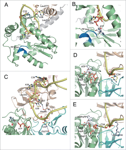 Figure 5. Anticodon recognition and catalytic sites of TilS and TiaS. (A) Recognition of the anticodon loop of tRNAIle2 by NTD of GkTilS. (B) The structure of the active site of the GkTilS-tRNAIle2 complex, superimposed with the ATP bound to the catalytic site of AaTilS. The target nucleoside, C34, is represented as a yellow stick model. The ATP observed in the AaTilS-ATP complex is superimposed (white stick model). The ATP is situated near the N-type ATP pyrophosphatase motif (PP-loop) (blue). (C) Recognition of the anticodon loop of tRNAIle2 in the AfTiaS-tRNAIle2-ATP ternary complex structure. (D) The structure of the active site of the AfTiaS-tRNAIle2-ATP ternary complex structure. C34 and ATP are represented as yellow and white stick models, respectively. The catalytic residues (Asp8, Asp9, Asp11, and pThr18) are also represented as stick models. (E) The structure of the active site of the AfTiaS-tRNAIle2-AMPcPP-agmatine quaternary complex structure. C34, AMPcPP, and agmatine are represented as yellow, white, and light blue stick models, respectively. The catalytic residues (Asp8, Asp9, Asp11, and pThr18) are also represented as stick models. The coloring schemes of the proteins are the same as those in Figure 4.