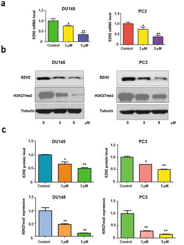 Figure 3. Rottlerin inhibited EZH2 expression at RNA and protein levels. (a) EZH2 mRNA level was measured by RT-PCR in prostate cancer cells with rottlerin treatment. *P < 0.05, **P < 0.01 vs control (DMSO treatment). (b) Top panels, Western blotting analysis were conducted to determine the expression of EZH2 in PC3 and DU145 cells. Bottom panels, Quantitative results are illustrated for Top panel. * P < 0.05, **P < 0.01 vs control (DMSO treatment).