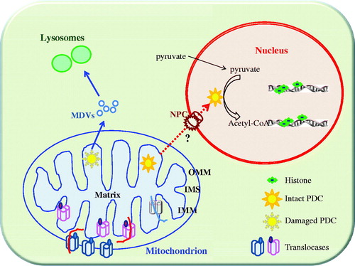 Figure 1. A schematic diagram depicting the recently demonstrate transport/translocation of PDC to the lysosome (via mitochondria-derived vesicles, MDVs) and the nucleus. The former likely involved damaged and disassembled PDC subunits, while the latter was postulated to involve intact, functional PDCs. The mechanism of translocation for the latter is not known (marked as “?”), but should need to go through the nuclear pore complex (NPC). Nuclear translocated PDCs are functional in producing acetyl CoA from pyruvate diffused in from the cytosol. These transport/translocation processes are not connected to known mitochondria membrane translocases that import polypeptides from the outer mitochondrial membrane (OMM) to the intermembrane space (IMS). Translocases at the inner mitochondrial membrane (IMM) could translocate polypeptides from IMS to the matrix, or vice versa.