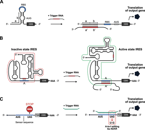 Figure 5. mRNA-based longer RNA sensors.