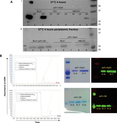 Figure 1 Optimization of bacterial culture conditions for scFv production.Notes: (A) Production of proteins Hyb3 and G8. (i) BL21, HB2151, or TG1 bacterial cultures were grown to obtain scFv Hyb3, which were analyzed by SDS-PAGE and subsequent immunostaining on Western blot; cf, pf, D3 is a Fab fragment reduced and run in parallel as a positive control. 1) D3, positive control, 2) BL21 cf, 3) BL21 pf, 4) TG1 cf, 5) TG1 pf, 6) HB2151 cf at 30°C, 7) HB2151 pf at 30°C, 8) HB2151 cf, 9) HB2151 pf and protein marker. (ii) BL21 and HB2151 bacteria used for production of G8 and Hyb3 at 37°C. 1) D3, positive control, 2–4) BL21 produced scFv G8 pf, 5–7) BL21 produced scFv Hyb3 pf, 8, 9) HB2151 produced scFv Hyb3 pf and protein marker. (B) Purification of scFv G8 and scFv Hyb3 proteins by IMAC. Chromatogram showing purification of BL21-derived scFv Hyb3 from pf at 37°C 4 hours of growth, postinduction. Blue line is protein absorbance measured at 280 nm. First part of chromatogram is the flow through defined as all protein not bound to NiCitation2+ column. Green line is Imidazole gradient used to elute the bound protein of interest. Peak after green line is the scFv of interest. The insets show the results of the SDS-PAGE and Western blot analyses of purity and size of purified scFv proteins. Fractions 7 and 8 consist of the peak fractions from the chromatogram and were run on SDS-PAGE and subjected by Western blot using anti-HIS mAb HRP.Abbreviations: scFv, single-chain variable fragment; cf, cytoplasmic fraction; pf, periplasmic fraction; IMAC, immobilized metal ion affinity chromatography; SDS-PAGE, sodium dodecyl sulfate-polyacrylamide gel electrophoresis; HRP, horseradish peroxidase; Fr, protein fraction from IMAC on gel.