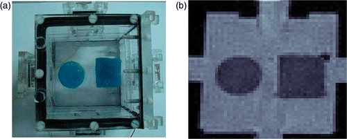 Figure 2. (a) Top view of the phantom and (b) cross‐sectional MR magnitude image of the phantom at the plane of the electrodes.