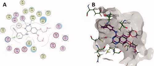 Figure 9. (A) 2D diagram of erlotinib interactions with EGFR binding pocket; (B) 3D overlay of the co-crystallised erlotinib (black) inhibitor and its re-docked pose (magenta) in the binding site of EGFR-TK showing minimum deviation of the docked pose from the co-crystallised one.