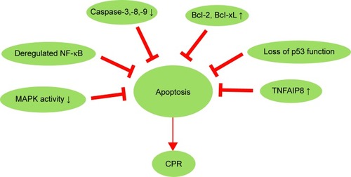 Figure 2 Inactivation of apoptosis pathway and CPR in cervical cancer.