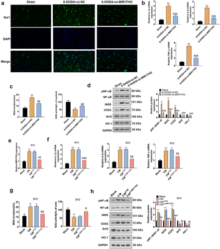Figure 4. Inhibition of MIR17HG curbed the inflammatory response in microglia in PD models both in vivo and in vitro.