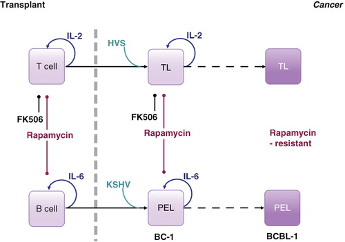Figure 1. Model of rapamycin modes of action in transplantation (left) and cancer (right). If used as immune suppressants in solid organ transplantation, both rapamycin and FK506 inhibit translation of essential cytokines for activated T cells (IL-2). Rapamycin also inhibits the translation of essential cytokines for activated B cells (IL-6). If used as anti-cancer drugs for viral cancers, both rapamycin and FK506 inhibit IL-2 in herpesvirus saimiri (HVS)-induced T cell lymphoma (TL). Rapamycin also inhibits IL-6 in KSHV-induced primary effusion lymphoma (PEL). Eventually, clones of TL and PEL evolve, which no longer depend on IL-6 or in which IL-6 expression is rapamycin insensitive Citation[3].