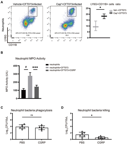 Figure 3 Nociceptor neurons suppress recruitment and bactericidal function of neutrophils (A) Representative FACS plots (left) showing neutrophils (CD11b+Ly6G+ gates) in Caph or vehicle-treated mouse bladders. Assessment ratio (right) of Caph or vehicle-treated mice bladder neutrophils by flow cytometry analysis (n=3; *P < 0.05). Mouse neutrophils were co-cultured with CFT073 in presence of vehicle or CGRP (1μM) for 1 hour (B–D). (B) Myeloperoxidase (MPO) activity of neutrophils (n=5; ***P < 0.001; #P < 0.0001). (C) Bacterial phagocytosis of neutrophils (n=6; ns, P > 0.05). (D) Bacterial killing function of neutrophils (n=6; *P < 0.05).