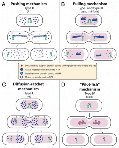 Figure 2 Proposed mechanisms of plasmid segregation. For the sake of clarity, only two newly replicated plasmid copies are represented. When necessary, light red and white regions indicate nucleoid and cytosol spaces, respectively. (A) Pushing mechanism, exemplified by R1 type II par system. Partitioning complexes are formed through specific binding of ParR proteins (red circles) to the centromere-like site parC of newly replicated plasmid molecules, and serve as a nucleation point for ParM-mediated filament formation. Continuous insertion of ParM-ATP motor proteins (blue circles) on the filament ends pushes plasmid molecules apart. Conversion of ParM-ATP to ParM-ADP (open blue circles) leads to destabilization of the filament, thus allowing the entry of another ParM-ATP. At cell division, plasmid molecules localize near opposite cell poles, thus ending in daughter cells.Citation15 (B) Pulling mechanism, as proposed for type I (pB171) and type III (pBtoxis) par systems.Citation16,Citation17 NTP-bound motor proteins (blue circles) bind cooperatively to nucleoid DNA, forming a nucleating core from which filaments form. Subsequently, a growing filament contacts a partition complex formed by the adaptor protein (red circles) bound to the plasmid centromere-like site. Stimulation of NTPase activity of the motor protein by the adaptor protein at the end of the filament leads to conversion to its NDP form (open blue circles) and its release, leaving a new filament end accessible for interactions with the partition complex. The plasmid is thus pulled in the opposite direction to the growth of the filament, and moves around its position, between two other plasmids or between a plasmid and the nucleoid end. (C) Diffusion-ratchet mechanism, as proposed for plasmid P1 type I par system.Citation18 ParB (red circles) loads onto the plasmid at the centromere-like site parS, forming the partition complex. After plasmid replication, partition complexes develop repulsive interactions. ParB stimulates ParA (dark blue circles) ATPase activity, and ParA-ADP molecules (open blue circles) are then excluded from the nucleoid. The motive force for plasmid movement is directed toward regions of high ParA concentration. Movement of the partition complex is thus constrained to one direction because of the low ParA concentration behind it, and at the nucleoid end, it changes direction. ParA-ADP molecules diffuse randomly, exchange ADP for ATP (light blue circles), and then rebind the nucleoid. (D) “Pilot-fish” mechanism, as proposed for plasmid R388 segregation, representing the prototype of a potentially new class of segregation system type IV.Citation21 In contrast to typical par systems, the StbB putative ATPase is not involved in R388 segregation, which does not need a motor protein. We propose that the partition complex, formed by StbA binding to the centromere-like site stbDRs, is used to pair plasmid molecules to the host nucleoid (or other structure associated to the nucleoid). Plasmid segregation is ensured by the host chromosome segregation system.