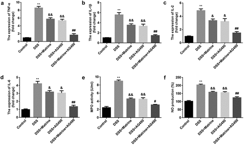 Figure 6. Matrine alleviates DSS-induced inflammation in NCM460 cells through the JAK2/STAT3 pathway. After DSS-induced NCM460 cells treating with matrine and AG490, the expression of (a) TNF-α, (b) IL-1β, (c) IL-2, and (d) IL-6 was detected using qRT-PCR, (e) MPO activity was detected using ELISA assay, and (f) NO production was detected using Griess reagent. **P < 0.01 vs. the control group. &P < 0.05 and &&P < 0.01 vs. the DSS group. #P < 0.05 and ##P < 0.01 vs. the DSS + Matrine group.