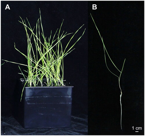 Figure 1. Species reference image of H. marinum ssp. marinum (voucher no. BTBU20220515) under cultivation are from our laboratory and photography by Suping Yu. (A) Hydroponic culture of H. marinum. (B) Seedlings of H. marinum during the stages of two leaves and one heart.