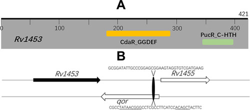 Figure 9 Rv1453 encodes a transcriptional regulatory protein. (A) Functional domain analysis of M. tuberculosis Rv1453 protein. (B) The predicted RNA polymerase and Rv1453 protein binding sites. The predicted RNA polymerase binding sites are underlined.
