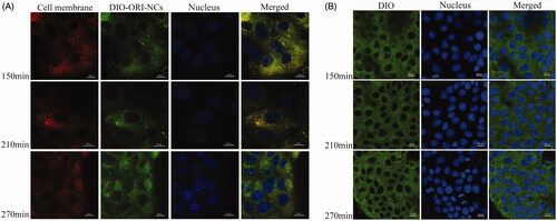 Figure 10. (A) Confocal images of MDCK epithelial cells incubated with ORI-NCs for 150, 210 and 270 min. (B) Confocal images of MDCK epithelial cells incubated with DIO for 150, 210 and 270 min.