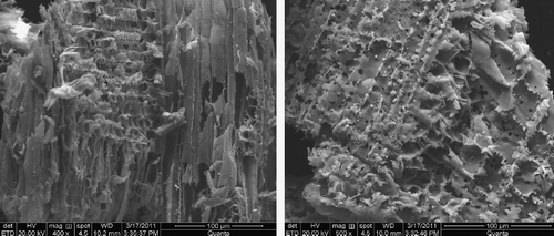 Figure 12 SEM images of the raw material after the hydrothermal explosion with a magnification of 400 ×  and 500 × .