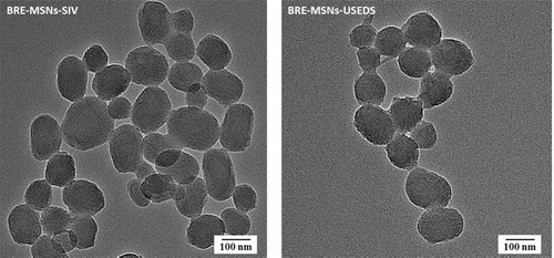 Figure 4 Transmission electron micrograph of BRE-MSNs-SIV and BRE-MSNs-USEDS.Abbreviations: BRE-MSNs-SIV, breviscapine-loaded mesoporous silica nanoparticles prepared by the solution impregnation-evaporation method; BRE-MSNs-USEDS, breviscapine-loaded mesoporous silica nanoparticles prepared by the ultrasound-assisted solution-enhanced dispersion by supercritical fluids.