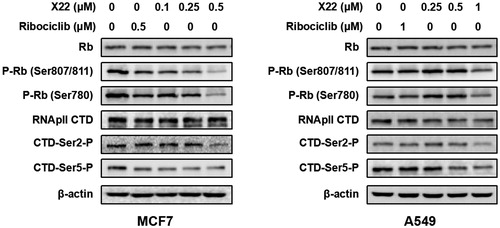 Figure 4. X22 suppressed the downstream signalling proteins of CDK4/9 in breast and lung cancer cells. Cells were incubated with the indicated concentrations of X22 or ribociclib for 24 h. Proteins were extracted and analysed by western blotting.