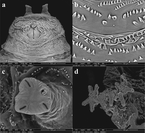Figure 4. Heleomyza serrata puparium details. Anal plate (a), intersegmental spicules (b), posterior spiracle (c) and anterior spiracle (d). Observation performed using a SEM (scale bar is reported in each frame).