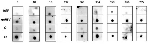 Figure 4. DB results for the 9 positive ratHEV IgG antibodies sera. The numbers correspond to the ID of the sample.
