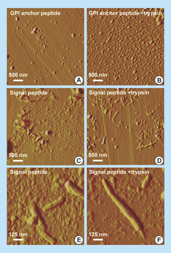 Figure 4.  Atomic force microscope images of aggregates of MSP2-derived peptides (digested or not with trypsin) formed after incubation in PBS at 37°C for 2–3 weeks.The images were obtained using a Dimension 3100 atomic force microscope (Veeco Instruments, Inc., CA, USA) and NP-S probes (Veeco) with nominal spring constants of 0.06 N/m to scan the samples in tapping mode in liquid at 0.5–1.0 Hz scan rates. Highly oriented pyrolytic graphite (NT-MDT Co., Moscow, Russia) was used as a substrate.