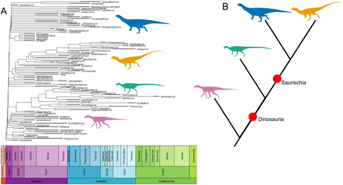 Figure 3. The ’traditional’ hypothesis represented as both a time-scaled phylogeny based on the tree from Langer et al. (Citation2017) (A) and as a simplified topology highlighting the relationships between major clades (B). Major clades represented by silhouettes are: Silesauridae (pink), Sauropodomorpha (blue), Ornithischia (green), and Theropoda (orange). Silhouettes sourced from phylopic.org: Asilisaurus kongwe by Scott Hartman attribution 3.0 unported edited (pink), Riojasaurus incertus by Tasman Dixon CC0 1.0 license (blue), Scutellosaurus lawleri by Scott Hartman public domain mark 1.0 (green), and Dilophosaurus wetherilli by Tasman Dixon CC0 1.0 license (orange). Time-scaled phylogeny generated using the R package strap (Bell & Lloyd, Citation2015).