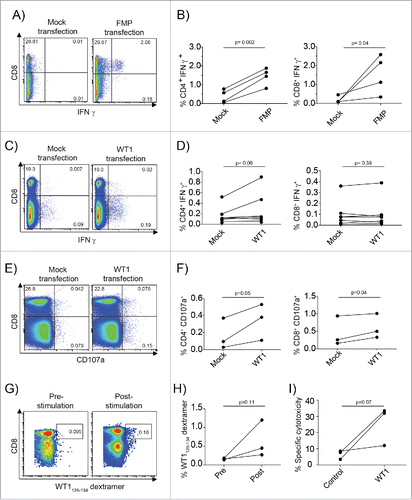 Figure 5. mRNA-loaded CMRF-56+ BDC induce recall T-cell responses to Influenza viral antigens and primary T-cell responses response to the TAA, WT1. (A) CMRF-56+ BDC isolated from HLA-A*0201+ donors were activated with GM-CSF and either transfected with IVT-FMP mRNA or with vehicle alone (Mock). These were mixed at a 10:1 ratio of autologous CMRF-56− cells: BDC. The cells were supplemented with IL-2, IL-7 and IL-15 at day 3 and again with IL-2 at day 5. On day 7, cells were re-stimulated with FMP58–66 peptide for 6 h and Brefeldin A for the last 4 h and analyzed by flow cytometry. (B) CD4 and CD8 IFNγ responses were quantified compared to Mock controls (n = 4 independent donors). Mock or WT1 mRNA transfected, HLA-A*0201 CMRF-56+ BDC were used to prime autologous CMRF-56− cells for 7 d. (C and D) Antigen specific WT1126–134 peptide specific IFNγ production (n = 7, paired t-test) and (E and F) extracellular CD107a expression (n = 3, paired t-test) was measured by flow cytometry following 6 h of peptide re-stimulation. (G and H) The frequency of dextramer+ WT1126–134-specific CD8+ T cells was increased following two additional rounds of expansion with WT1126–134 peptide for two donors and these cells had (I) the capacity to lyse T2 target cells pulsed with WT1126–134 but not control cells pulsed with KLK4 11–19 peptide. Effector: target ratio of 50:1 is shown. n = 3; one-tailed t-test.