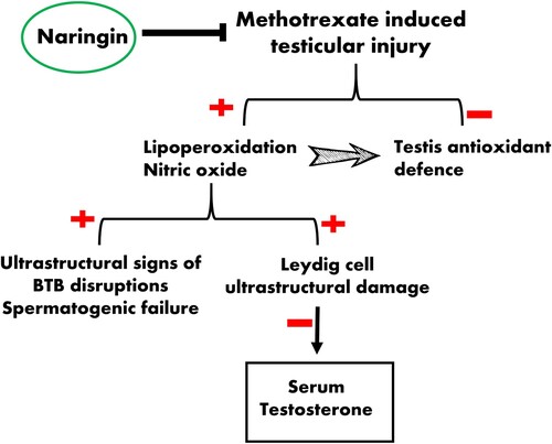 Figure 8. Schematic diagram illustrating the protective potential of NG during MTX-induced testicular oxidative stress.