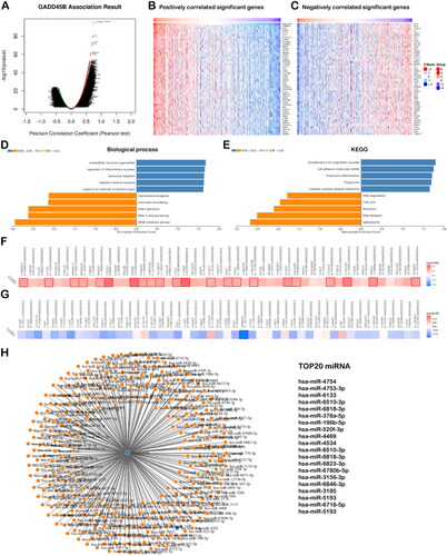 Figure 6. Co-expression and potential function analyses of GADD45B in LUSC (LinkedOmics). (A) GADD45B-related genes in LUSC identified through the Pearson test. Green and red dots separately represent genes with notably negative and positive correlations with GADD45B. (B and C) Heatmaps presenting the 50 most significantly correlated (both positive and negative) GADD45B-related genes in LUSC. (D and E) Markedly associated GO: BP annotations along with KEGG pathway analysis for GADD45B in LUSC. (F and G) Survival heatmaps revealing the 50 most significantly correlated (both positive and negative) GADD45B-related genes in LUSC. Survival heatmaps revealing the log10 HRs of different genes. Blue and red squares denote decreased and increased risks, respectively. Blocks with frames indicate significant positive and negative consequences of the prognostic factors analysis (p < 0.05). (H) GADD45B and its predicted miRNAs (GADD45B is displayed as blue rounds and targeted miRNAs as yellow rounds. The mutual effect between GADD45B and its interrelated miRNAs is presented as lines). GO: Gene Ontology; KEGG: Kyoto Encyclopaedia of Genes and Genomes; FDR: false discovery rate.