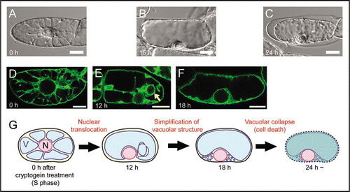 Figure 1 Vacuolar reorganization during cryptogein-induced programmed cell death in S phase-synchronized tobacco BY-2 cells. (A-C) DIC images of BY-2 cells just before (S phase; A), 15 h (B) and 24 h (C) after cryptogein treatment. Cells in (A) and (B) are alive but a cell in (C) is dead, judged from cell shrinkage. (D–F) Vacuolar membranes visualized by GFP-AtVAM3 in BY-2 cells just before (S phase; D), 12 h (E) and 18 h (F) after cryptogein treatment. The arrow in (E) indicates bulb-like vacuolar membrane structures. (G) A schematic model of cryptogein-induced vacuolar reorganization in S phase-synchronized BY-2 cells. After around 12 h, the nucleus relocates from cell center to cell periphery, and transvacuolar strands decrease. Simultaneously, bulb-like vacuolar membrane structures appear. After around 18 h, the bulb-like structures disappear. Consequently, the vacuolar structure becomes simpler before the cell death. The simple shape of the vacuole is suggested as a crucial event for the execution of vacuolar collapse.Citation16 N and V represent the nucleus and the vacuole, respectively. Scale bars: 10 µm.