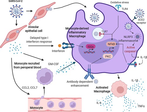 Figure 3. The hyperactivation of monocyte-derived macrophages in COVID-19. After SARS-CoV-2 infection, a delayed IFN response is induced, owing to the anti-IFN response triggered by the viral protein components. The insufficient IFN response leads to a failure of viral clearance by innate immunity, causing a recruitment of circulating blood cells, such as monocytes, and chemokine release. Moreover, those released chemokines, including CCL1 and CCL7, further provoke the monocytes into an inflammatory state, known as monocyte-derived inflammatory macrophages in the lungs with sustained PAMP/DAMP activation and NLRP3 inflammasome formation. These types of cells kill the lung epithelia either via the NLRP3 inflammasome activated-caspase pathway or oxidative stress reaction and enhance the cytokine storm by antibody-dependent enhancement. The image was created with BioRender.com.