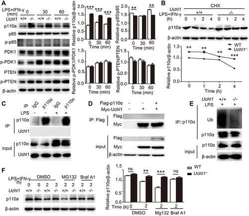 Figure 6 UCHL1 promoted the degradation of p110α through autophagy-dependent degradation pathways. (A) Western blot analysis of the phosphorylation or total status of p110, p85, PDK1 and PTEN in WT or Uchl1−/− BMDMs after stimulated with LPS (100ng/mL) plus IFN-γ (10ng/mL) for indicated time. β-actin is as an internal control. And densitometry quantification of band intensity are presented in the right panel. (B) Western blot analysis of p110 and β-actin in WT and Uchl1−/− BMDMs stimulated with LPS (100ng/mL) plus IFN-γ (10ng/mL) for indicated time in the presence of cycloheximide (CHX, 100 μg/mL). And densitometry quantification of band intensity are presented in the below panel. (C) Extracts of BMDMs unstimulated or stimulated with LPS (100 ng/mL) for 6 hours were subjected to immunoprecipitation with anti-IgG or anti-p110α beads and immunoblot analysis with anti-p110α and anti-UCHL1. Input, immunoblot analysis of whole-cell lysates without immunoprecipitation (throughout). (D) 293T cells were transfected with vectors for Myc-UCHL1 and Flag-p110α, then immunoprecipitation (IP) with anti-Flag beads and immunoblot analysis with anti-Flag and anti-Myc. Input, immunoblot analysis of whole-cell lysates without immunoprecipitation (throughout). (E) Extracts of WT and KO BMDMs treated with Mg132 after stimulated with LPS (100 ng/mL) for 6 hours were subjected to immunoprecipitation with anti-p110α beads and immunoblot analysis with anti-p110α and anti-Ubiquitin (Ub). Input, immunoblot analysis of whole-cell lysates without immunoprecipitation (throughout). (F) Western blot analysis of p110 and β-actin in WT and KO BMDMs stimulated with LPS (100ng/mL) plus IFN-γ (10ng/mL) for indicated time in the presence of DMSO or MG132 (20 μg/mL) or bafilomycin-A1 (BafA1, 50 nM). And densitometry quantification of band intensity are presented in the below panel. Data shown are the mean ± SD. ** P < 0.01, *** P < 0.001. Values in (A and B) were compared using two-way ANOVA with Bonferroni’s test, and using Student's t-test in (F). Data are representative of three independent experiments with similar results.
