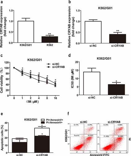 Figure 5. Sensitivity to IM after CRYAB knockdown. (a) Expression levels of CRYAB in two CML cell lines. The CRYAB levels in K562/G01 cells are displayed as fold changes in K562 cells. **p < 0.01. (b) CRYAB expression after transfection with CRYAB siRNA (si-CRYAB) or negative control (si-NC) in K562/G01 cells. Data are expressed as the mean ± SD. **p < 0.01. (c) A CCK-8 assay was conducted to assess the viability of K562/G01 cells incubated with IM with a knockdown of CRYAB. *p < 0.05. (d) The IC50 values of the conditions mentioned above are shown. *p < 0.05. (e and f) Flow cytometry analysis of apoptosis in cells cultured with IM for 48 h after transfection with si-CRYAB. *p < 0.05.