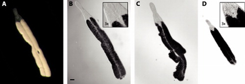 Figure 3.  Paracatenula galateia sp. nov. Micrographs of live specimens. A. Incident light showing smooth silky appearance of trophosome. B. Transmitted light showing characteristic shape of extended rostrum and dorsal chord. C. Specimen with irregular outline and constriction. D. Small (juvenile?) specimen. Note position of the statocysts in inserts to B and D. A–D at same scale, bar indicates 100 µm.
