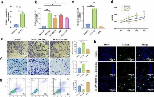 Figure 1. LINC01833 shows upregulation in NSCLC tissue samples or cells and promotes NSCLC progression. (a-b) qRT-PCR was performed to detect LINC01833 expression level in the NSCLC tissue samples (n = 30) and NSCLC cells; (c) LINC01833 was overexpressed or suppressed in the HCC827 cells by transfection with over- or sh-LINC01833 plasmid; (d) CCK-8 was used to detect HCC827 cell proliferation under the transfection of over-LINC01833 and sh-LINC01833; (e-f) Transwell assays were used to detect cell migration and invasion in over-LINC01833 group and sh-LINC01833 group; (g-h) Flow cytometry and TUNEL were performed to detect cell apoptosis. Data were expressed as a mean ± SD. There are 3 technical repeats. *, P < 0.05, **, P < 0.01.