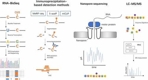 Figure 1. Detection methods of RNA m5C. RNA-BisSeq relied on bisulphite conversion and high-throughput sequencing. Immunoprecipitation-based detection methods are based on specific antibodies targeting m5C or enzymes, which include MeRIP-seq, 5-azaIP and miCLIP. Third generation sequencing directly detects RNA sequences and modifications. LC-MS/MS combines high pressure liquid chromatography (HPLC) separation and mass spectrometry (MS) measurement, providing a global abundance of RNA m5C modification