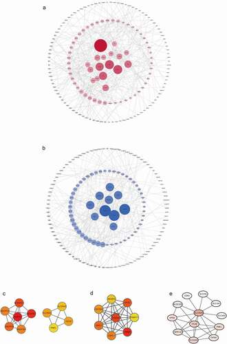 Figure 5. (a).Protein-protein interaction (PPI) network for co-expressing genes of SLC45A2. (b).Protein-protein interaction (PPI) network for co-expressing genes of SLC45A2. (c). The top 10 proteins in the PPI network of SLC45A2 according to the MCC score. (d). The top 10 proteins in the PPI network of SLC45A2 according to the MCC score. (e). The proteins which are most closely associated with SLC45A2