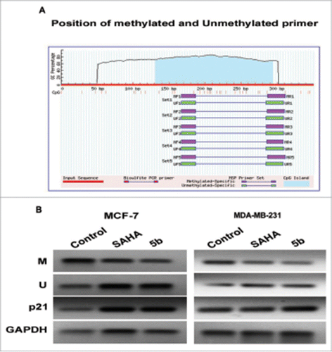 Figure 9. Methylation analysis at the p21 promoter by MSP in MCF-7 and MDA-MB-231 cells. (A) Genomic sequence of the p21 promoter (www.urogene.org/methprimer) revealed the presence of a high content of GC in CpG islands (blue). Methylated and unmethylated primers for p21 were desingned from Methprimer software. (B) Expression of the methylated and unmethylated DNA estimated by methylated and unmethylated primers obtainded from methprimer software. M primer anneal only to methylated sequences and U primer anneal unmethylated sequences. We took primer set 1 from the software output.