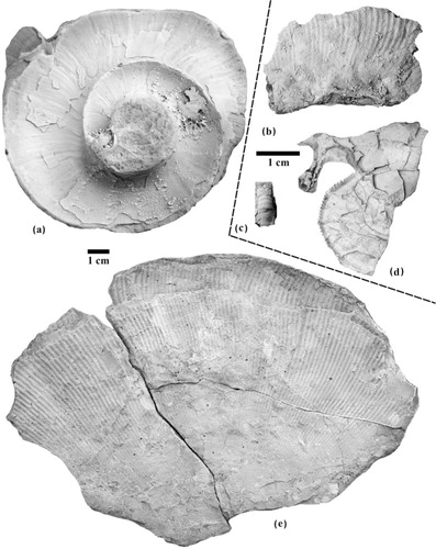 Fig. 4  Selected Upper Jurassic–Lower Cretaceous ammonites from the Nordvik and Bojarka sections. (a) Biasaloceras sp., no number, Bojarka river, Ryazanian, Kochi Zone; (b) Biasaloceras sp., MK1056, Nordvik, Ryazanian, Kochi Zone; 0.05 m above 1C; (c) Bochianites cf. glennensis And., MK 1094, Nordvik, Ryazanian, Kochi Zone; 0.05 m above 1C; (d) Suboxydiscites sp. [m]; MVI767; 0.3 m above 2G, Lower Kimmeridgian, Kitchini Zone, subkitchini horizon; (e) Euphylloceras cf. knoxvillense (Stanton); MK1082, 9.3 m below the base of the Ryazanian, Upper Volgian, Okensis Zone. Specimens were collected by M. Rogov during fieldwork in 2003 except (a), which was collected by M. Rogov in 2008. Specimens (a), (b), (c) and (e) are stored in the Trofimuk Institute of Petroleum Geology and Geophysics of the Siberian Branch of Russian Academy of Sciences, Novosibirsk, and specimen (d) is at the Geological Institute of Russian Academy of Sciences, Moscow.