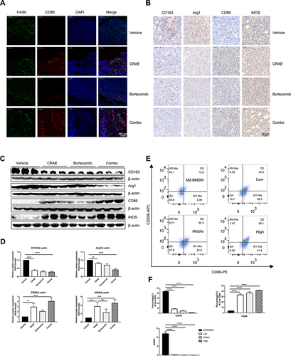 Figure 2 CRAE induced phenotypic switch of macrophages from M2 polarization to M1 polarization in vivo and in vitro. (A) Detection of protein expression and localization of CD86 and F4/80 in tumor tissues were determined using an immunofluorescence assay. Magnification, ×100. (B) Immunohistochemistry results showed that CRAE decreased the expression level of CD163 and Arg1, increased the expression level of CD86 and iNOS compared with the Vehicle group. Magnification, ×200. (C) The expression levels of CD86 and iNOS (M1-like macrophage markers), and the expression levels of CD163 and Arg1 (M2-like macrophage markers) were detected by WB in vivo. (D) The expression of CD163, Arg1, CD86 and iNOS levels of macrophages in tumor tissue are displayed as histograms (one-way ANOVA or two-way ANOVA, **P < 0.01, ***P < 0.001, ****P < 0.0001). (E and F) Flow cytometry were used to detect the percentages of CD86+ cells or CD163 cells of BMDM-M2 in vitro (****P < 0.0001).