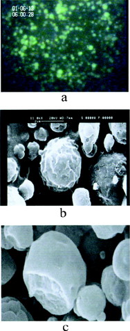 1 Micrographs of insulin-loaded PCEFB/PLGA (2:1) microspheres by (a) fluorescent microscopy, (b) SEM representing surface morphology, and (c) SEM representing cross-section morphology.