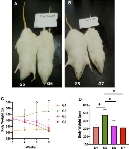 Figure 3 Effect of disulfiram on rats at week 9. Dorsal view of: (A) G5 (HFD) vs G6 (HFD + 50mg DSF started at W6), (B) G5 (HFD) vs G7 (HFD + 200mg DSF started at W6). (C) Body weight of G1, G5-G7 over the 3 weeks of the study. (D) Body weight of G1, G5-G at week 9. Data are presented as mean ± SEM (n = 5 rats per group). ANOVA F=7.779, P= 0.02. δP < 0.05 between (G1 and G5) and (G5 and G7), *P < 0.05 between (G1 and G5), (G5 and G6), and (G5 and G7).