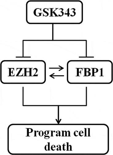 Figure 5. Hypothetical model of GSK343-induced programmed cell death in osteosarcoma cells.