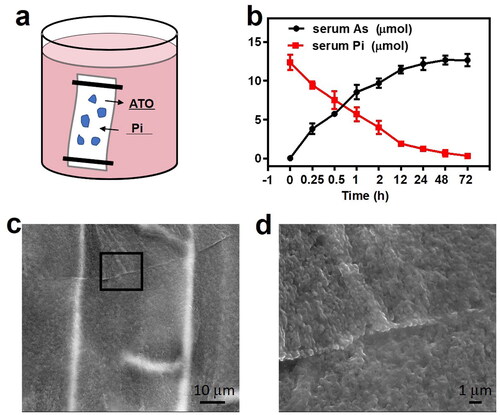 Figure 2. (a) Schematic image of the releasing diagram. (b) Quantitative calculation of arsenic releasing and serum plasma Pi deprivation at designed interval time at 37 °C (n = 3). (c) SEM images of the sevelamer–phosphate complex and (d) local magnification of the selected area, are indicative of the formation of dense aggregation.