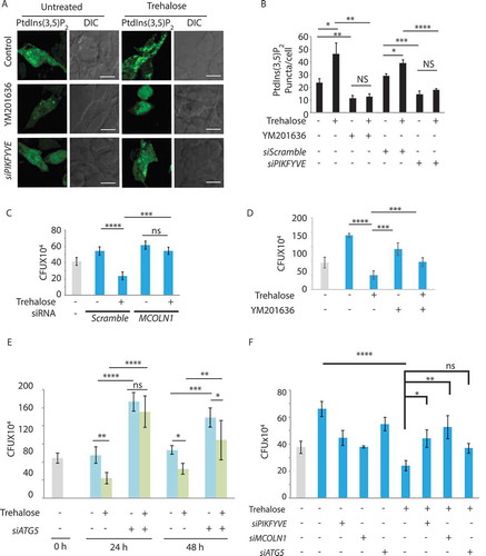 Figure 6. Trehalose increases PtdIns(3,5)P2 levels to activate MCOLN1. (A) HEK293T cells were transfected with mEGFP-(PtdIns[3,5]P2) and after 36 h were treated with trehalose (100 mM) for an additional 12 h. In parallel, cells were either transfected with PIKFYVE siRNA (36 h) or treated with YM201636 (100 nM for 12 h) before trehalose treatment. Cells were fixed and images were acquired using confocal microscopy. Scale bar: 10 µm. (B) PtdIns(3,5)P2 puncta/cell were counted across the samples by Imaris software for the barplot (see methods, *p < 0.05). (C) U937-derived macrophages were infected with H37Rv at 1:10 MOI followed by siRNA treatment against MCOLN1 at 6 h post-addition of bacteria. Trehalose (100 mM) was added after bacterial infection. Cells were harvested at 48 h post-infection, lysed and plated to get total CFU count. A gray bar represents the initial bacterial load. (D) U937-derived macrophages were infected with H37Rv at 1:10 MOI followed by treatment with trehalose. YM201636 was added 4 h before the time point for harvesting the samples. Cells were harvested at 48 h post-infection, lysed and plated to get total CFU count. A gray bar represents the initial bacterial load. (E) U937-derived macrophages were infected with H37Rv at 1:10 MOI followed by siRNA treatment against ATG5 at 6 h post bacterial infection. Trehalose (100 mM) was added after bacterial infection. Cells were harvested at 24 and 48 h post-infection, lysed and plated to get total CFU count. (F) U937-derived macrophages were infected with HIV-1 followed by infection with H37Rv at 1:10 MOI. Cells were treated with control siRNA or siRNA against PIKFYVE, MCOLN1, or ATG5 after bacterial infection. Parallel groups also received trehalose (100 mM) post-bacterial infection. Cells were harvested at 48 h post H37Rv infection, lysed and plated to get total CFU count. Values represent mean±SD; *p- ANOVA analysis was performed to calculate p values. *p-value<0.05; **p-value<0.01; ***p-value<0.001; ****p- value<0.0001. Data are representative of more than two different experiments with five replicates each. Data are representative of more than two different experiments with five replicates each