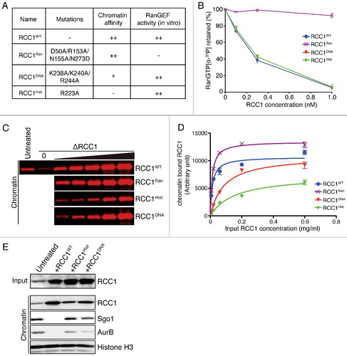 Figure 4. Mutant analysis shows that RCC1 must bind chromatin for eviction of inner KT proteins. (A) Table showing names, mutations, chromatin affinity (measured in XEEs), and RanGEF activity (measured through in vitro assays) of wild type or mutant RCC1. (B) 1 µM recombinant Ran charged with [α-32P]GTP was incubated with 0, 0.1, 0.3, or 1 nM RCC1 at RT for 30 min, and exchange was monitored using a filter retention assay. Radioactivity retained on filters was measured by scintillation counter and plotted against RCC1 concentration as mean ± SEM (n = 3). (C) Analysis of chromatin binding for RCC1 mutants. RCC1 was immunodepleted from XEEs. DSN were added to a concentration of 10,000 units/μl. Wild type or mutated RCC1 was added back to depleted XEEs at concentrations of 6, 20, 60, 200, or 600 μg/ml. Chromatin was re-purified and subjected to quantitative IB with antibodies against RCC1. (D) Fluorescent intensity of RCC1 in chromatin fractions from samples as in (C) were acquired by Odyssey infrared imaging system and plotted against input RCC1 concentration as mean ± SEM (n = 3). (E) Buffer, RCC1WT (40 µg/ml), RCC1Hist (40 µg/ml) or RCC1DNA (40 µg/ml) were added to mitotic XEEs containing chromatin (10,000 DSN/µl). Input reactions and chromatin fractions from each sample were examined by IB analysis.