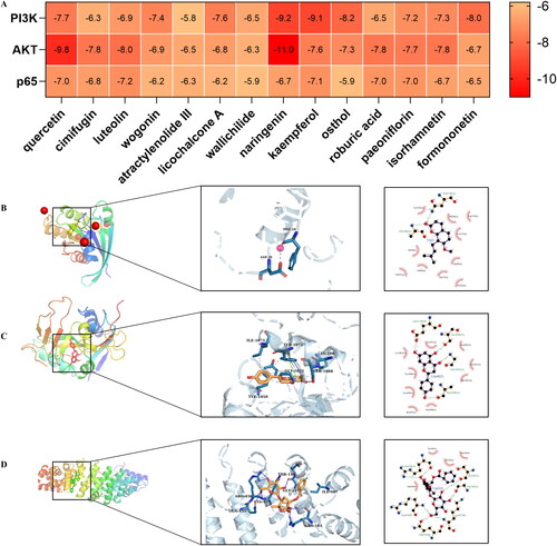 Figure 5. Validation of interactions between DHJS compounds and targets. (A) Heatmap of molecular docking score. Binding energy (kcal/mol) of hub targets and key active compounds. (B–D) Docking sites of PI3K and osthol, AKT and naringenin, paeoniflorin and p65, respectively.