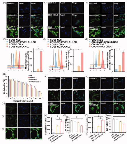 Figure 5. CLSM and FCM were used to investigate cellular uptake. COU6-NLC, COU6-CCNLC, and COU6-NGR/CCNLC were added to bEnd.3 cells (A, B), HUVECs cells (C, D), and C6 cells (E, F), and the tumor-targeting ability of each bionic nanosuspension was determined by CLSM and FCM. In vitro BBB and BBTB penetration efficiency. (G) The CCK-8 assay was used to determine the inhibitory effect of drugs on the proliferation of C6 cells, and DHA-NGR/CCNLC showed the best effect (n = 5). The uptake of COU6-CCNLC by (H) B16, (I) HepG2, and (J) C6 cells was determined. The in vitro BBB model (K) was constructed with bEnd.3/C6 cells and the in vitro BBTB model (L) was constructed with HUVECs/C6 cells. The uptake and proliferation inhibition of C6 cells by different drugs were determined by FCM (M, O) and the CCK-8 assay (N, P). CLSM was performed to investigate the uptake of the biomimetic nanosuspension by different cancer cells (×20 objective lens, green: COU6; blue: nuclei; *p<.05, **p<.01).